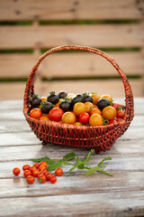 Harvest of small colorful cherry tomatoes in the basket. Urban gardening