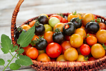 Harvest of small colorful cherry tomatoes in the basket. Urban gardening