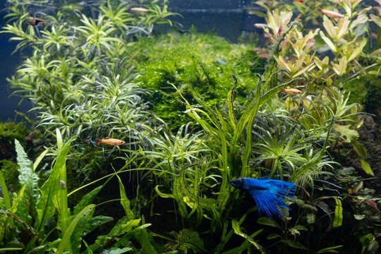 blue betta fish male blurred figure in freshwater iwagumi aquascape, Amano style planted aquadesign, vivid colors in bright LED light, aquatic plants professional care, explore and research concept