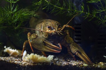 narrow-clawed crayfish show huge claw on sand gravel substrate, hornwort vegetation planted...