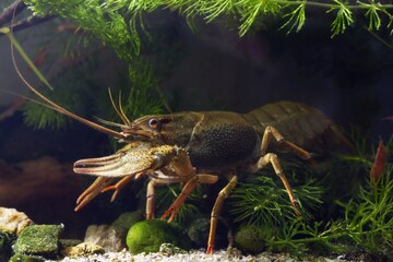 narrow-clawed crayfish crawl on sand gravel substrate bottom, hornwort vegetation planted European...