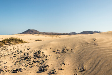 Fototapeta na wymiar Beautiful desert landscape of a white sand beach, with desert plants. Fuerteventura, Canary Islands, Spain