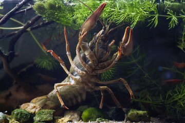 narrow-clawed crayfish climb on front glass, show belly and tail on sand gravel, hornwort planted biotope aquarium, wild caught captive freshwater species, adaptable invasive animal, dark background