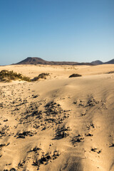 Beautiful desert landscape of a white sand beach, with desert plants. Fuerteventura, Canary Islands, Spain