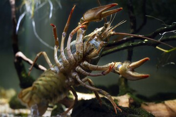 narrow-clawed crayfish climb on front glass, show belly, claw, tail sand gravel, hornwort planted...