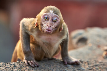The adorable Macaque monkey looks straight at the camera and blows a kiss
