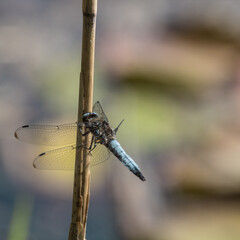 libellule posée sur une branche au bord d'un lac