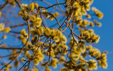 Nature in spring. Branches with beautiful yellow spring flowers on the tree. A natural scene with a flowering tree against a blue sky background is a selective focus. Blooming background.