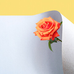 Red rose and sheet of paper with space for text material. 