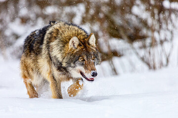 European wolf Canis Lupus in natural habitat. Wild life. Timber wolf in snowy winter forest.