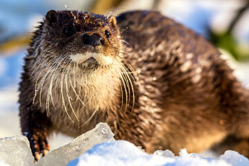 Close-up portrait of an european otter Lutra lutra in winter.