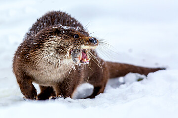 Close-up portrait of an european otter Lutra lutra eating fish in winter.