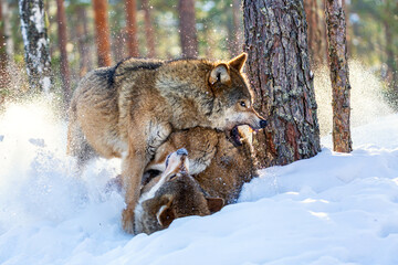 European wolves Canis Lupus fightning in natural habitat. Wild life. Timber wolves in snowy winter forest.