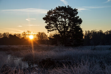 sunset / sunrise in the forest