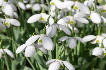 Fototapeta premium Close up of greater snowdrop (galanthus elwesii Natalie Garton) flowers in bloom