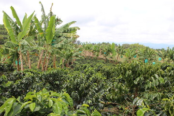 cultivo de caf&eacute;