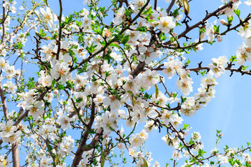 Blooming almond trees