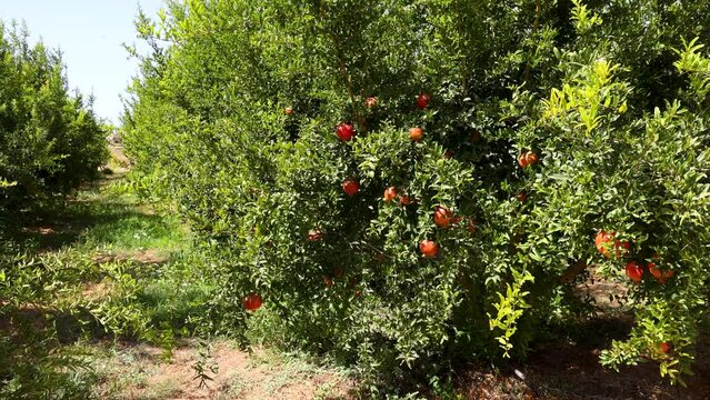 Pomegranate trees on a farm in Limassol District in Cyprus, 4k video