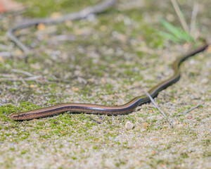 Blindschleiche Anguis fragilis