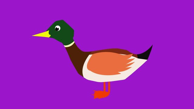 Animated illustration of duck on purple background. Fit for explainer animation, kids content, education content, child entertainment, design element, graphic resources, etc.