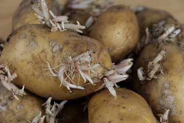 Keimende Kartoffeln (Nahaufnahme) 