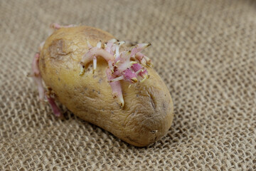 Ausgetriebene, keimende Kartoffel auf rustikaler Jute