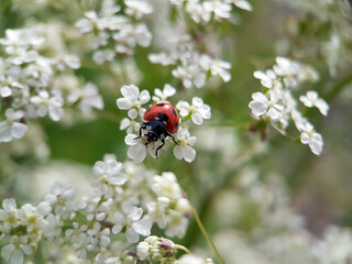 ladybird on a flower