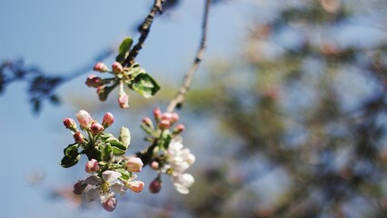 branches with background