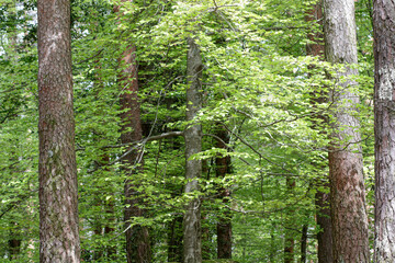 Geres green woods during spring