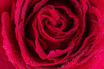 Drops on the petals of a red rose. Macro photo. Drops of dew on the dark pink petals. Raindrops.