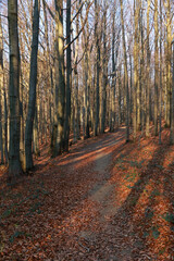 Footpath in autumn forest in Low Beskids, Poland