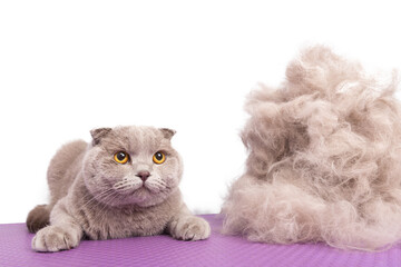 A British gray cat looks at camera laying near by large pile of his own fur after a haircut in an animal beauty salon.