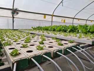 Garden lettuce, also known as a Lactuca grown on a hydroponic farm in Israel