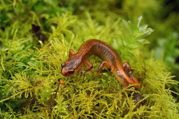 Closeup shot of the rare and endangered Van Dyk's salamander, Plethodon vandykei
