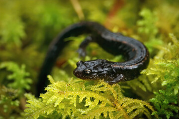 Closeup on a black form of the lungless western redback salamander, the Plethodon vehiculum from Washington state