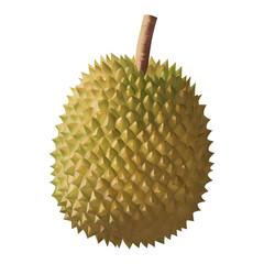 Durian King of Fruits Isolated Detailed Hand Drawn Painting Illustration