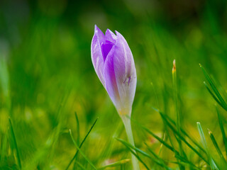 Fototapeta premium purple crocus flower
