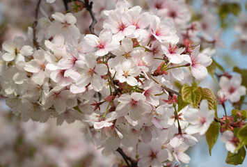Fototapeta na wymiar 봄의 계절 한국의 벚꽃