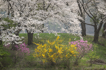 봄의 계절 한국의 벚꽃
