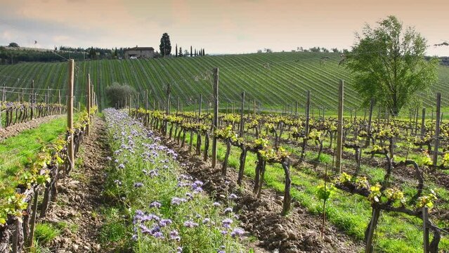 Purple flowers among the young rows of vines with the first shoots in spring at sunset. The flowers create an ecosystem that fights pests in the vineyards in a natural way. Italy. Timelapse