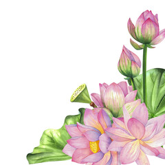 Composition with lotus flowers. Drawn in watercolor and isolated on a white background.