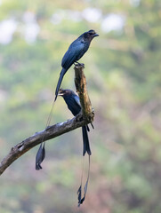 Greater Racquet tailed Drongos
