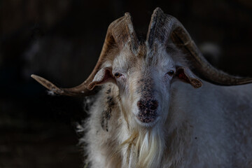 white goat on the farm