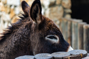Fototapeta premium portrait of a donkey on a farm very close-up