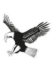 Eagle vector illustration Black and White  for Adobe Illıustrator