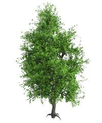 Obraz premium Albero con e senza foglie arancioni, verdi, gialle, rosse fondo trasparente e isolato 