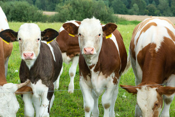 Two cow calves in a herd in the meadow