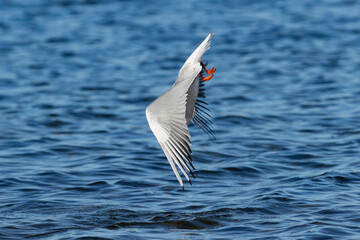 diving gull