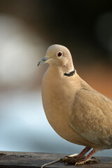 Close up of a pigeon, Bielsko-Biala, Poland