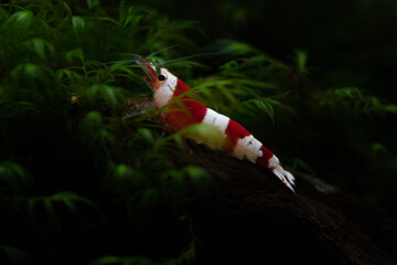 Red bee shrimp (Neocaridina sp.)